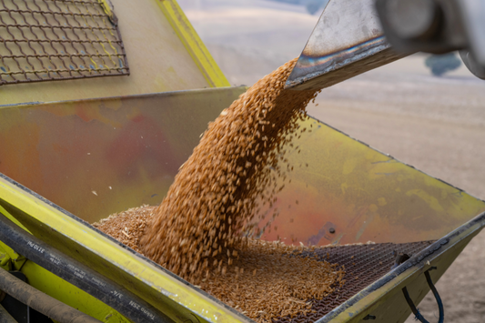 Dietro ogni chicco di grano: la storia di chi coltiva la nostra pasta